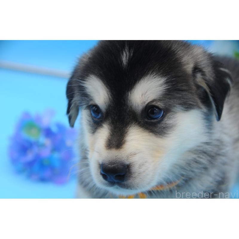 販売中の岡山県のミックス犬-399874の2枚目